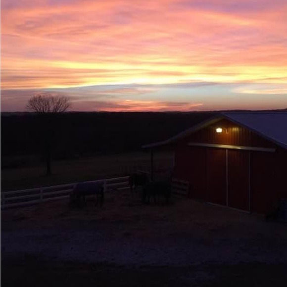 Meet your Posher, kebo - Picture 2 of 2